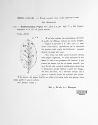 Elsinoe populi image